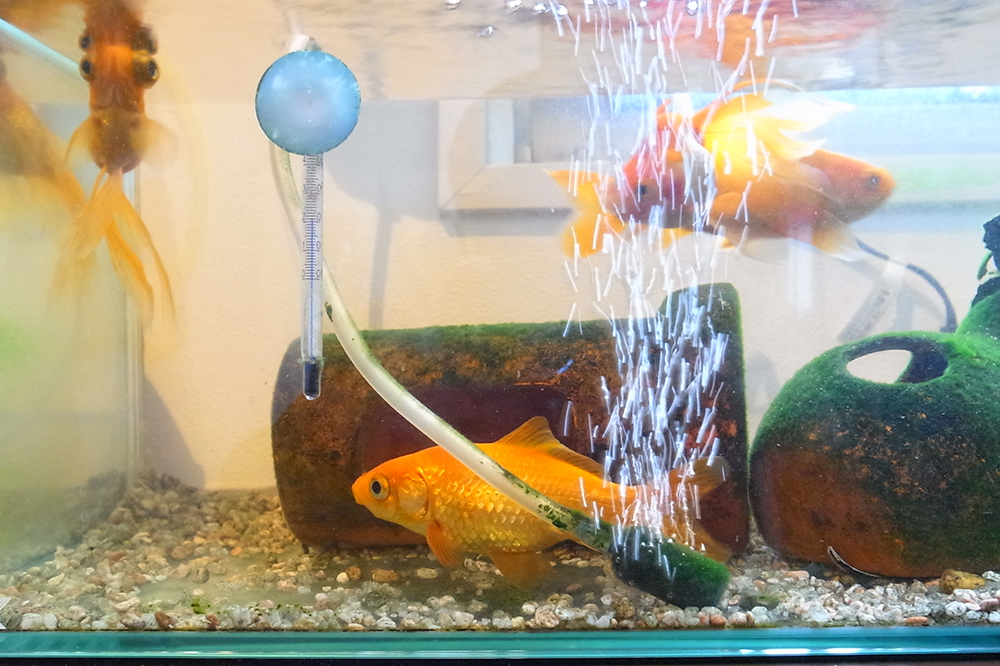 金魚 病気